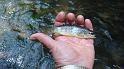 5-30 fish10
